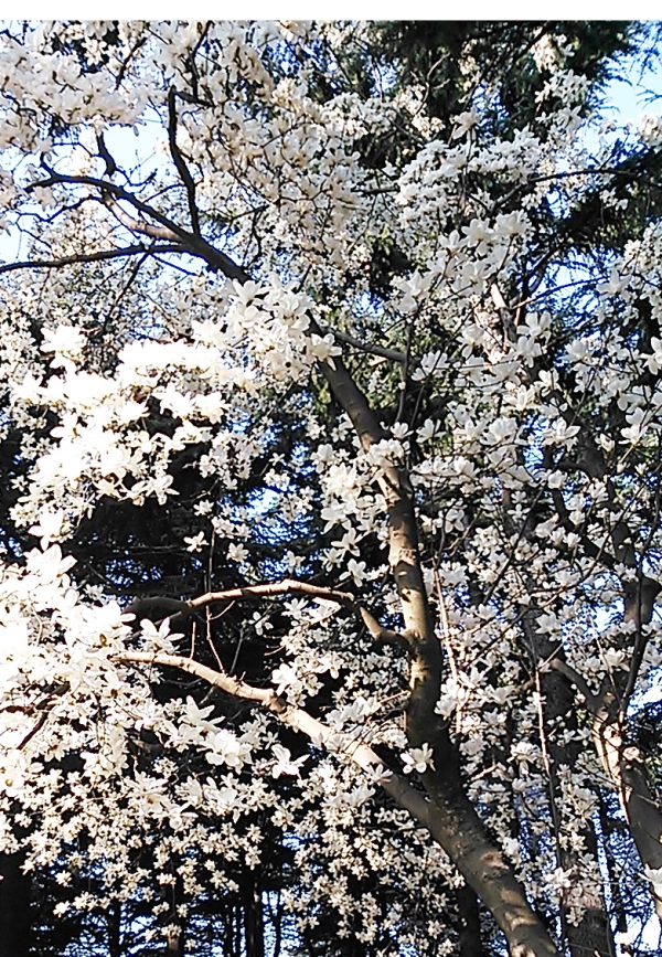 お花見と体力